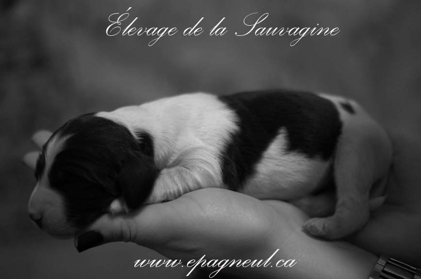 chiot épagneul français