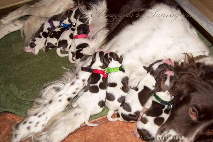 Chiots epagneul Francais