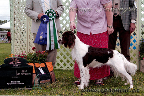 epagneul_francais_ody